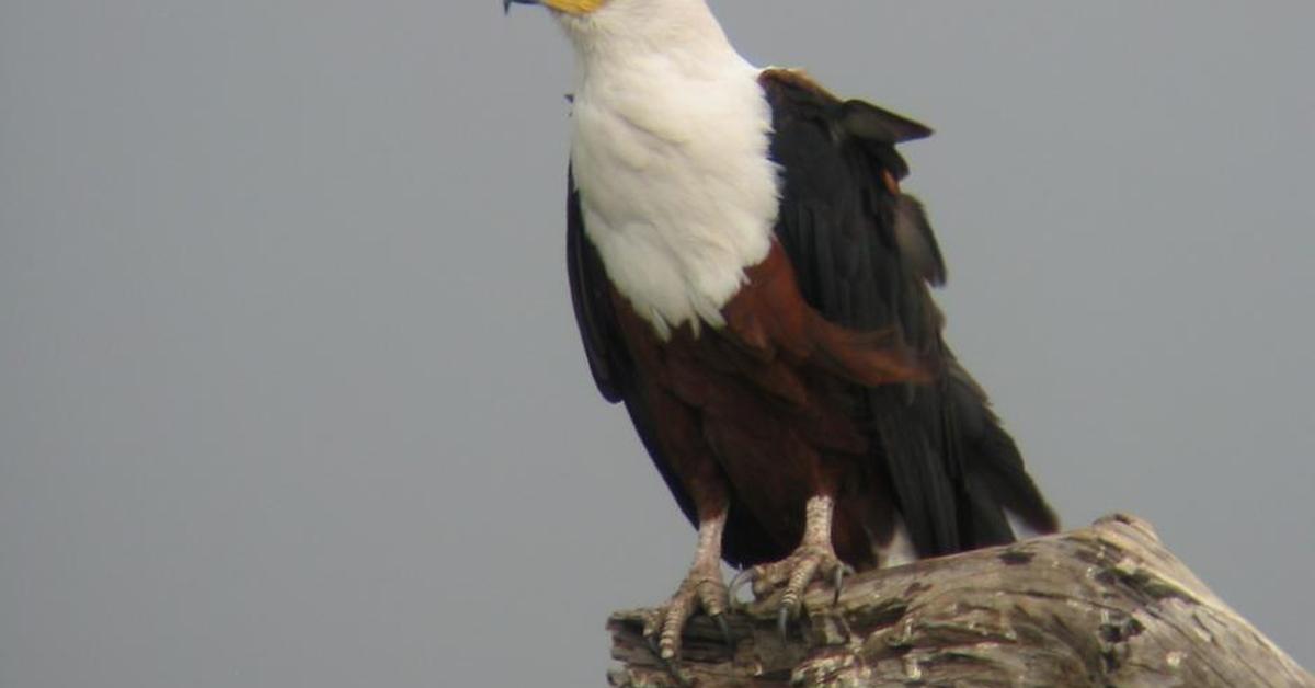 Splendid image of the African Fish Eagle, with the scientific name Haliaeetus Vocifer.