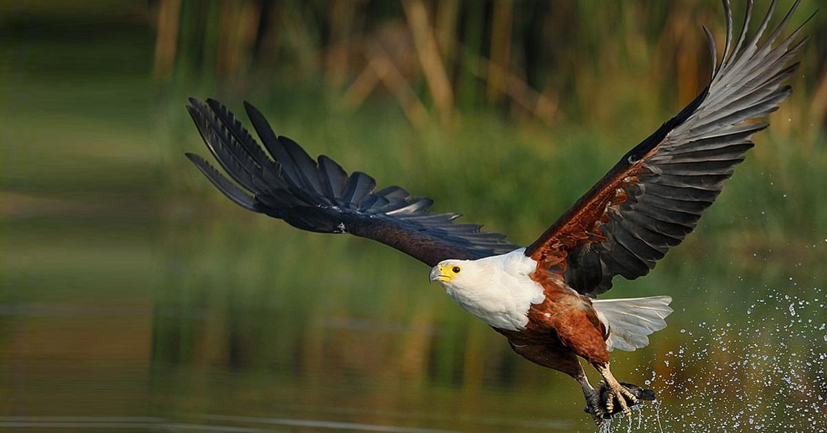 Distinctive African Fish Eagle, in Indonesia known as Elang Ikan Afrika, captured in this image.