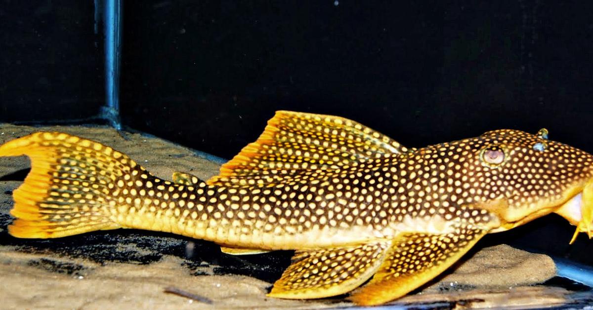 Iconic view of the Armored Catfish, or Loricariidae, in its habitat.