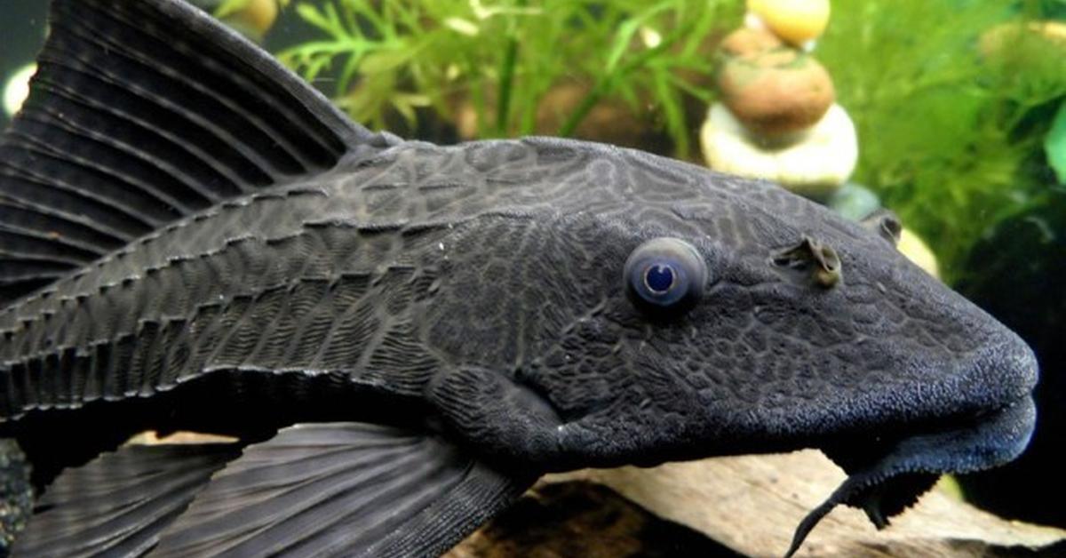 The elegant Armored Catfish (Loricariidae), a marvel of nature.