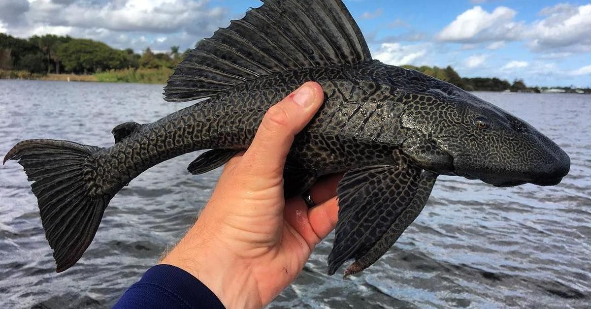 The Armored Catfish, a beautiful species also known as Lele Berlapis in Bahasa Indonesia.