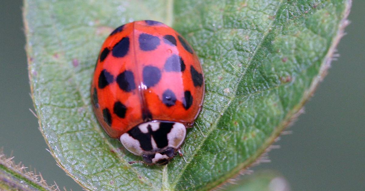 Close-up view of the Asian Lady Beetle, known as Kumbang Lady Asia in Indonesian.