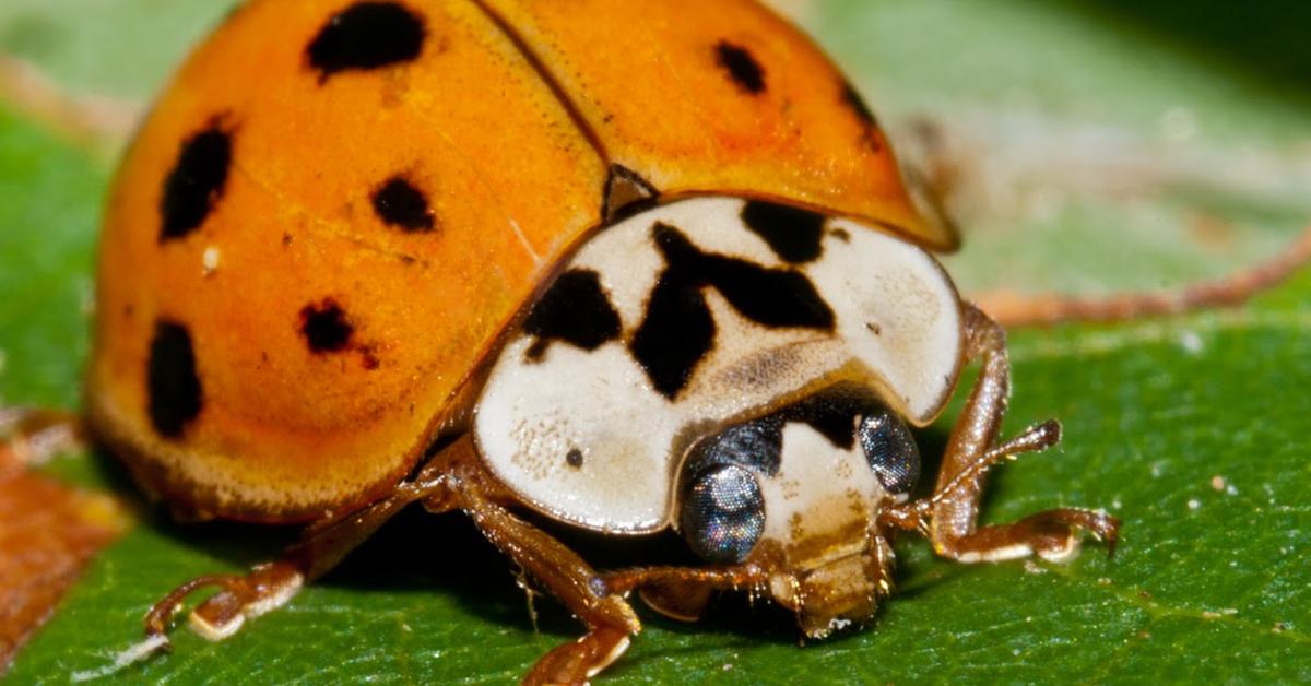 Splendid image of the Asian Lady Beetle, with the scientific name Harmonia axyridis.