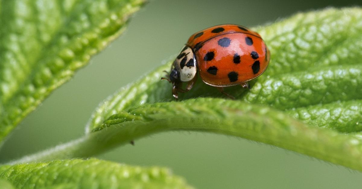 Photograph of the unique Asian Lady Beetle, known scientifically as Harmonia axyridis.