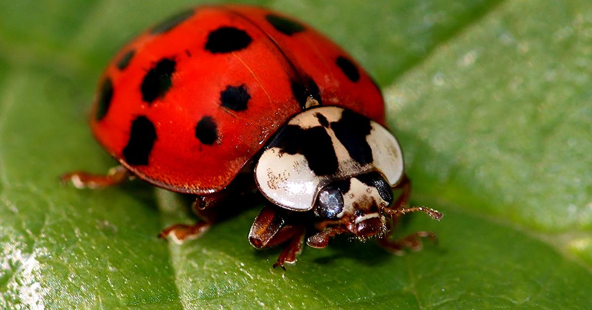 Close encounter with the Asian Lady Beetle, scientifically called Harmonia axyridis.