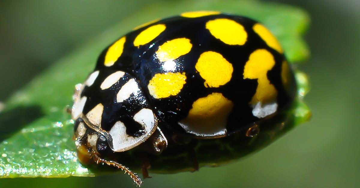 The remarkable Asian Lady Beetle (Harmonia axyridis), a sight to behold.