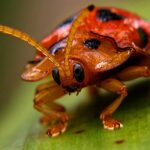 Striking appearance of the Asian Lady Beetle, known in scientific circles as Harmonia axyridis.