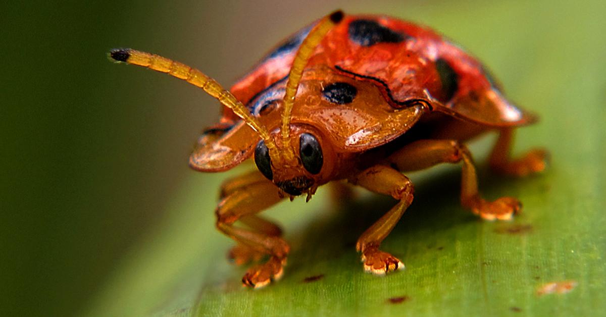 Striking appearance of the Asian Lady Beetle, known in scientific circles as Harmonia axyridis.