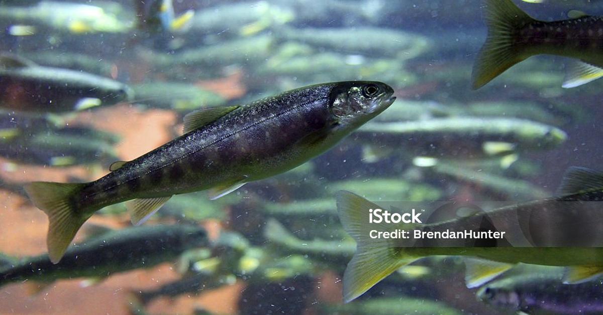 Snapshot of the intriguing Arctic Char, scientifically named Salvelinus alpinus.