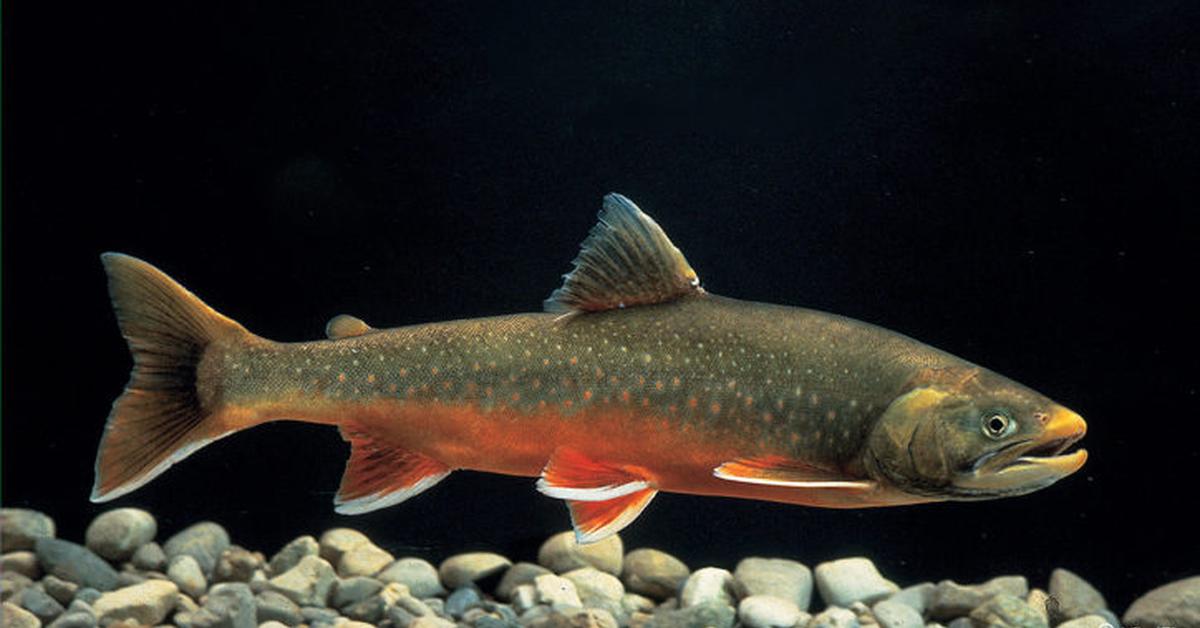 A beautiful representation of the Arctic Char, scientifically Salvelinus alpinus.