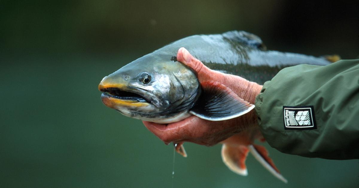 Photographic depiction of the unique Arctic Char, locally called Ikan Char Arktik.