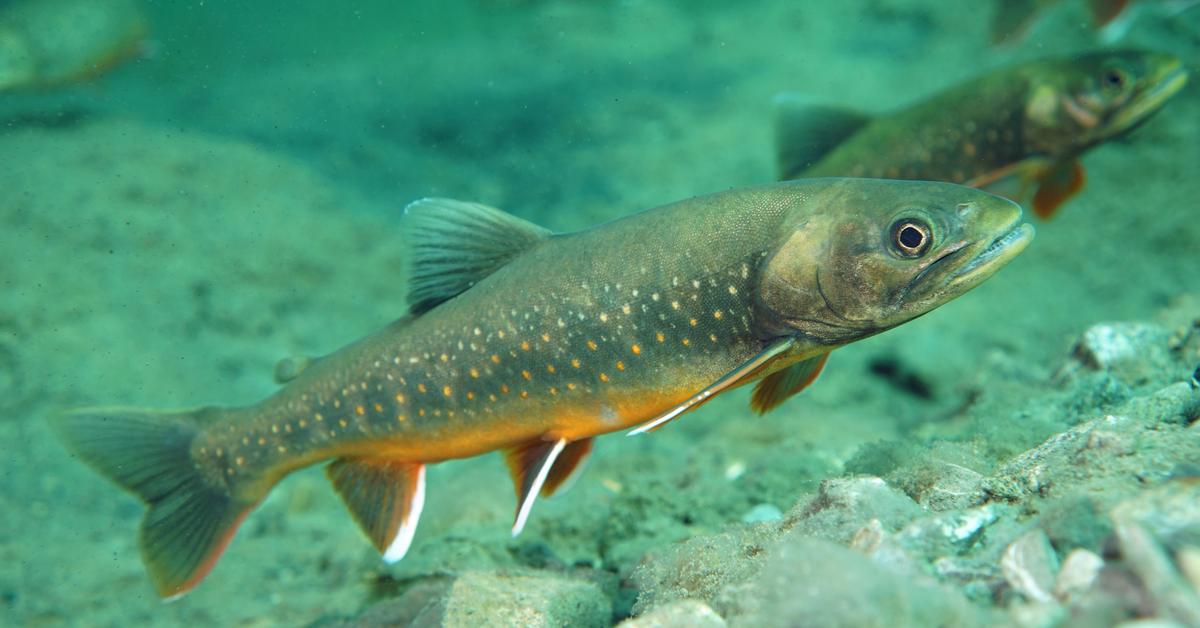 Visual representation of the Arctic Char, recognized in Indonesia as Ikan Char Arktik.