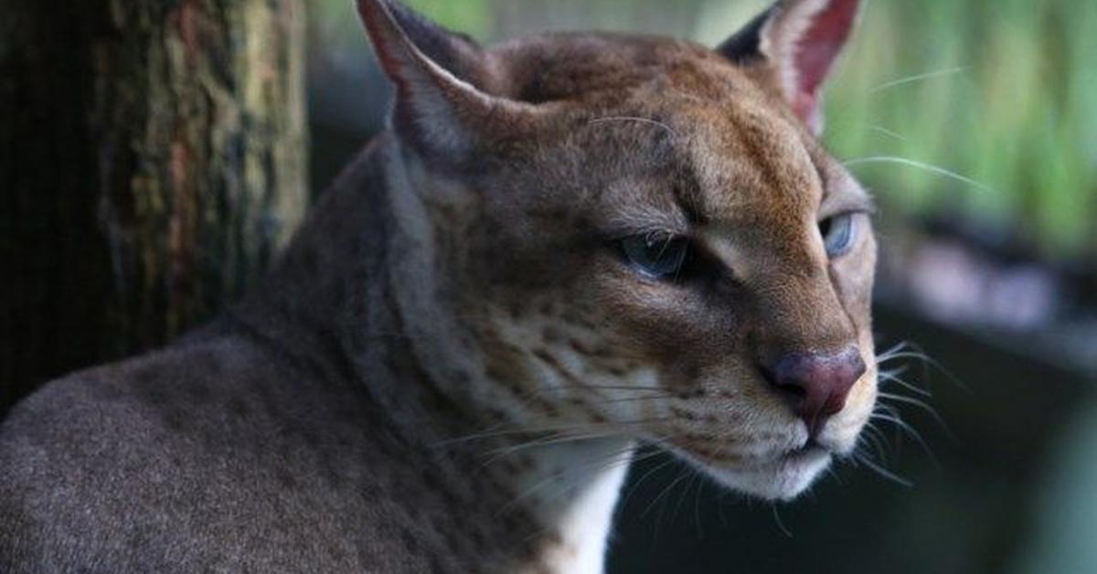 Vivid image of the African Golden Cat, or Kucing Emas Afrika in Indonesian context.