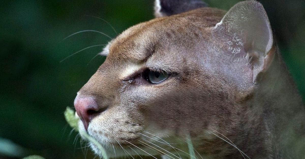 Image of the African Golden Cat (Caracal aurata), popular in Indonesia as Kucing Emas Afrika.