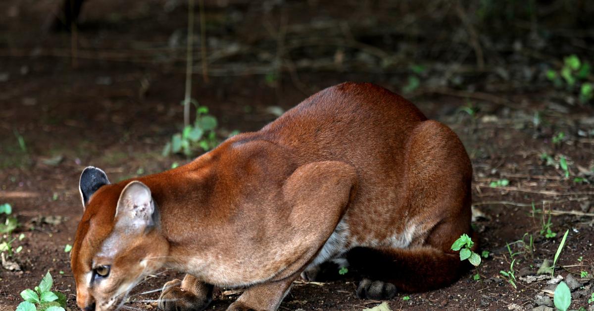 Portrait of a African Golden Cat, a creature known scientifically as Caracal aurata.