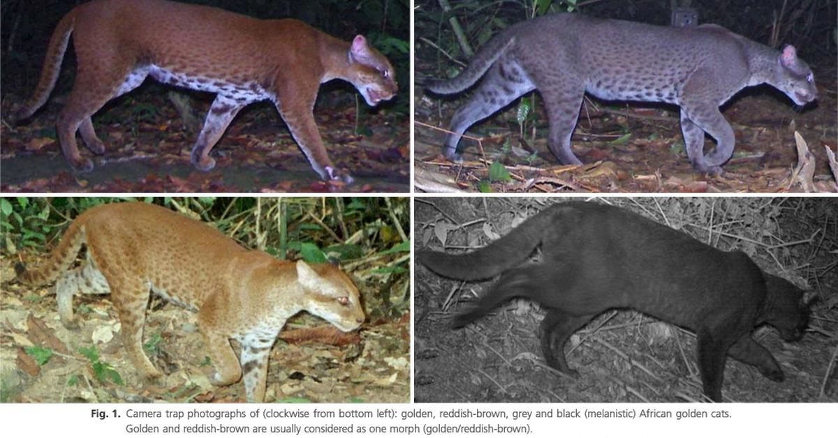 Stunning image of the African Golden Cat (Caracal aurata), a wonder in the animal kingdom.