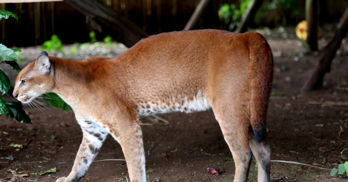 Splendid image of the African Golden Cat, with the scientific name Caracal aurata.