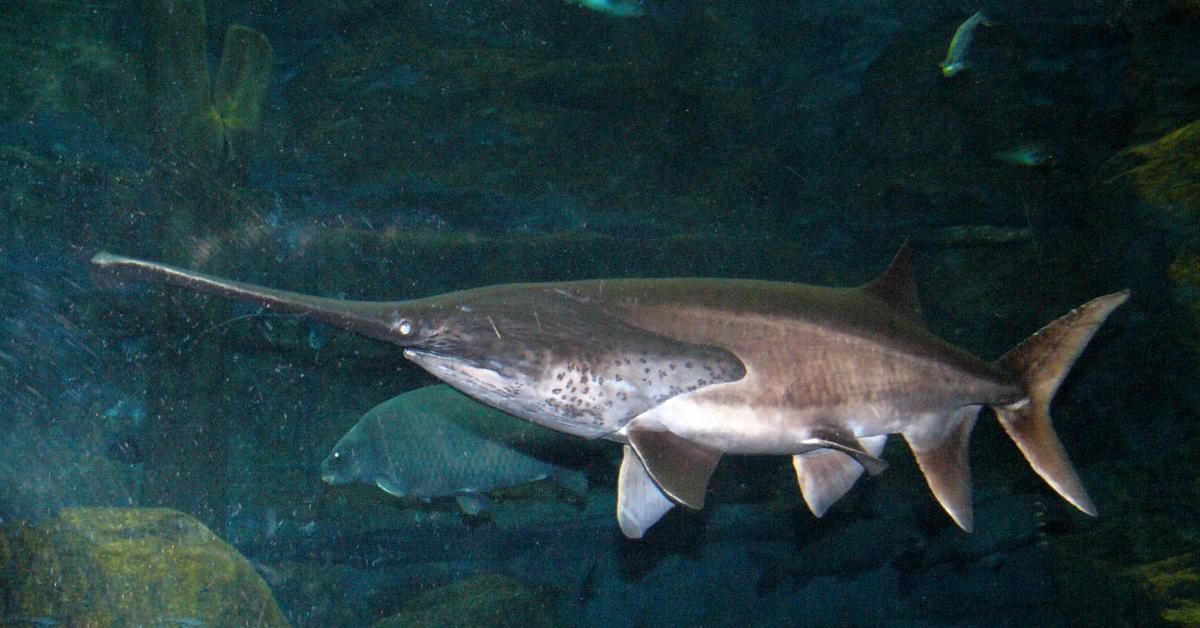 Visual of American Paddlefish, or Paddlefish Amerika in Indonesian, showcasing its beauty.