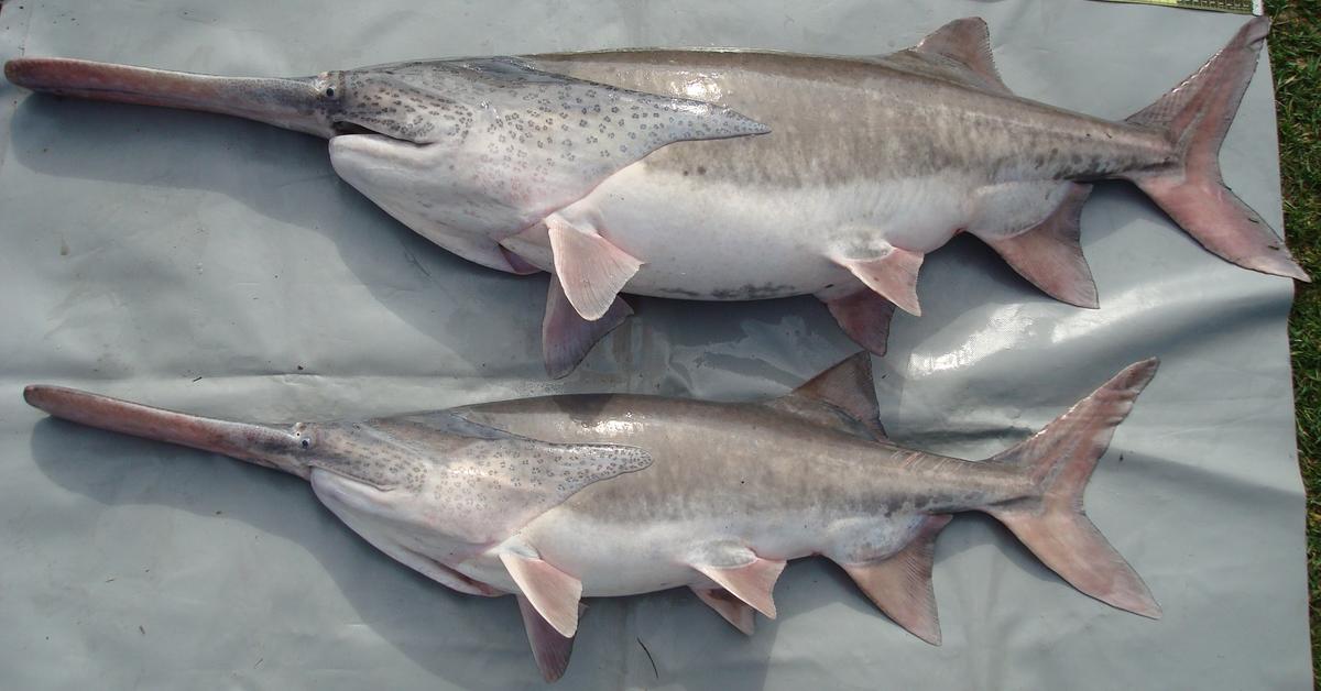 Iconic view of the American Paddlefish, or Polyodon spathula, in its habitat.