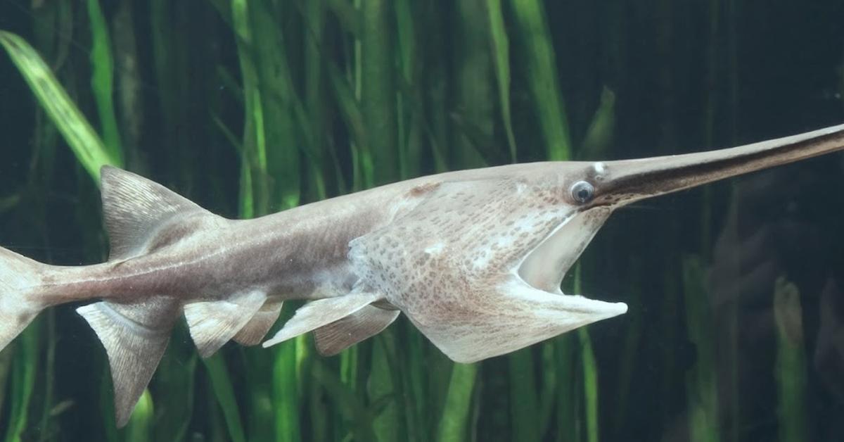 Photographic depiction of the unique American Paddlefish, locally called Paddlefish Amerika.