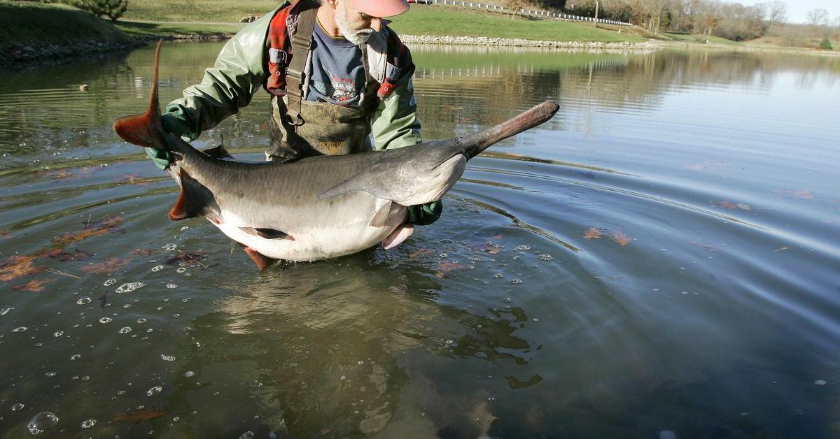 The American Paddlefish in its natural beauty, locally called Paddlefish Amerika.