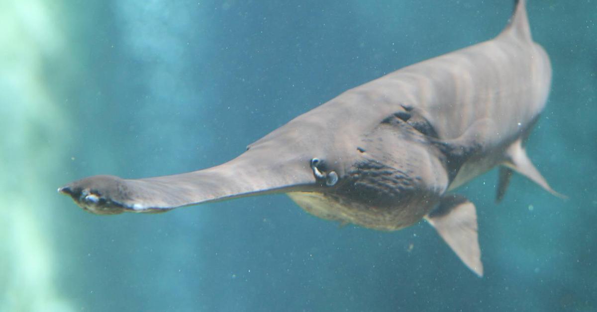 A look at the American Paddlefish, also recognized as Paddlefish Amerika in Indonesian culture.