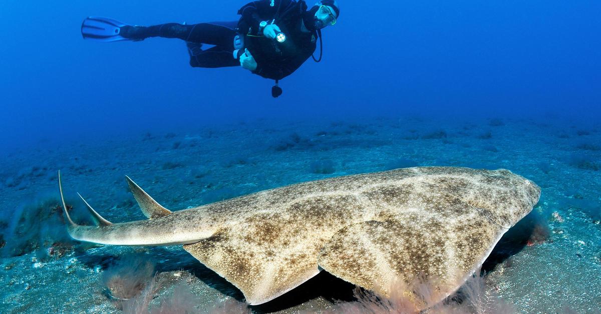 Dynamic image of the Angelshark, popularly known in Indonesia as Hiu Malaikat.