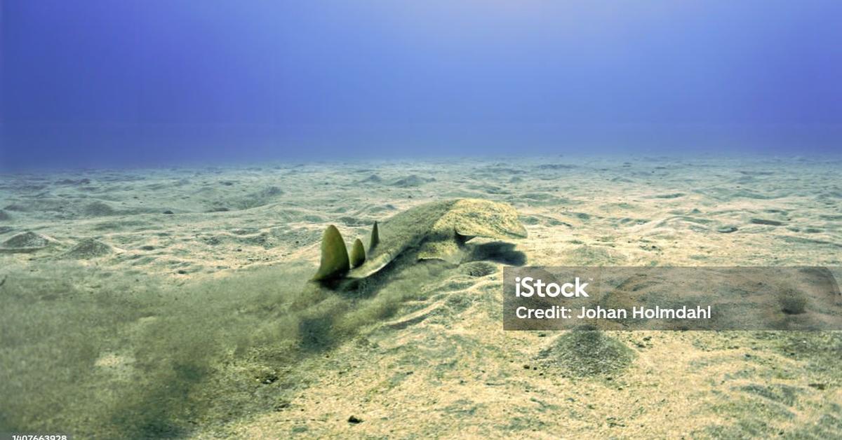 Splendid image of the Angelshark, with the scientific name Squatina squatina.