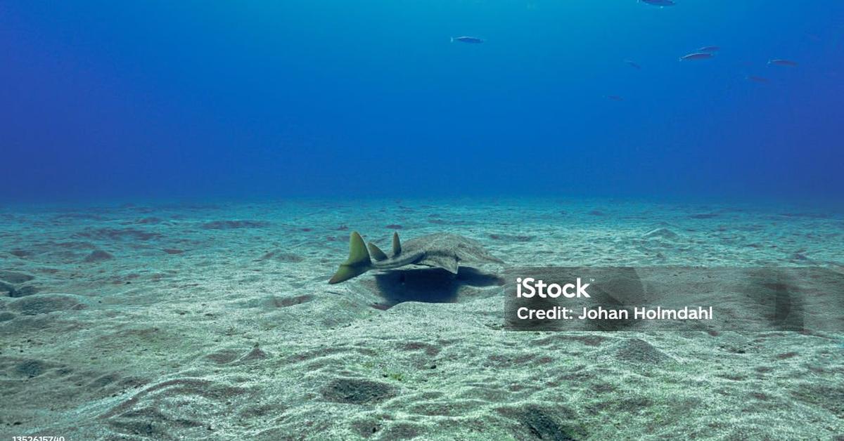 Detailed shot of the Angelshark, or Squatina squatina, in its natural setting.