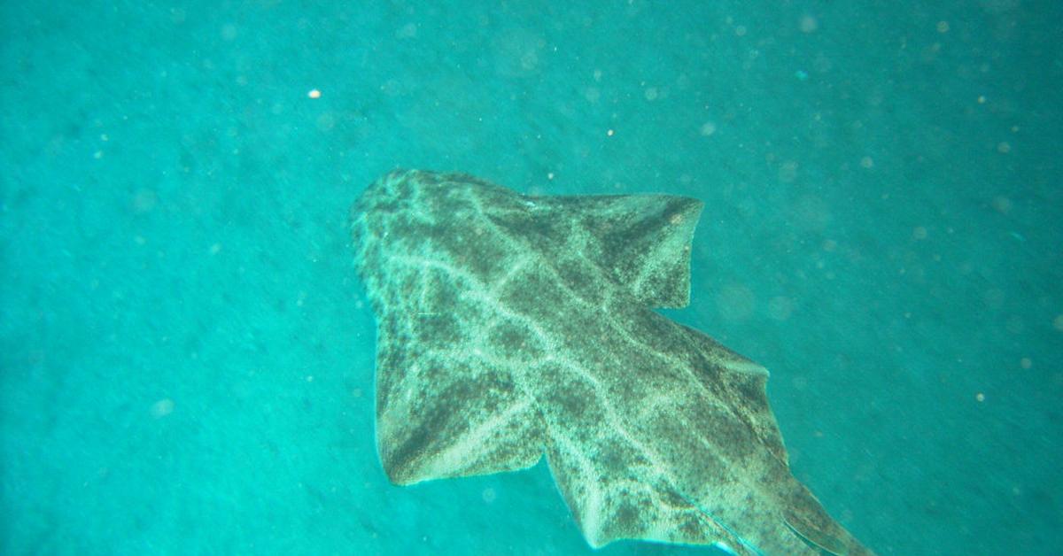 Enchanting Angelshark, a species scientifically known as Squatina squatina.