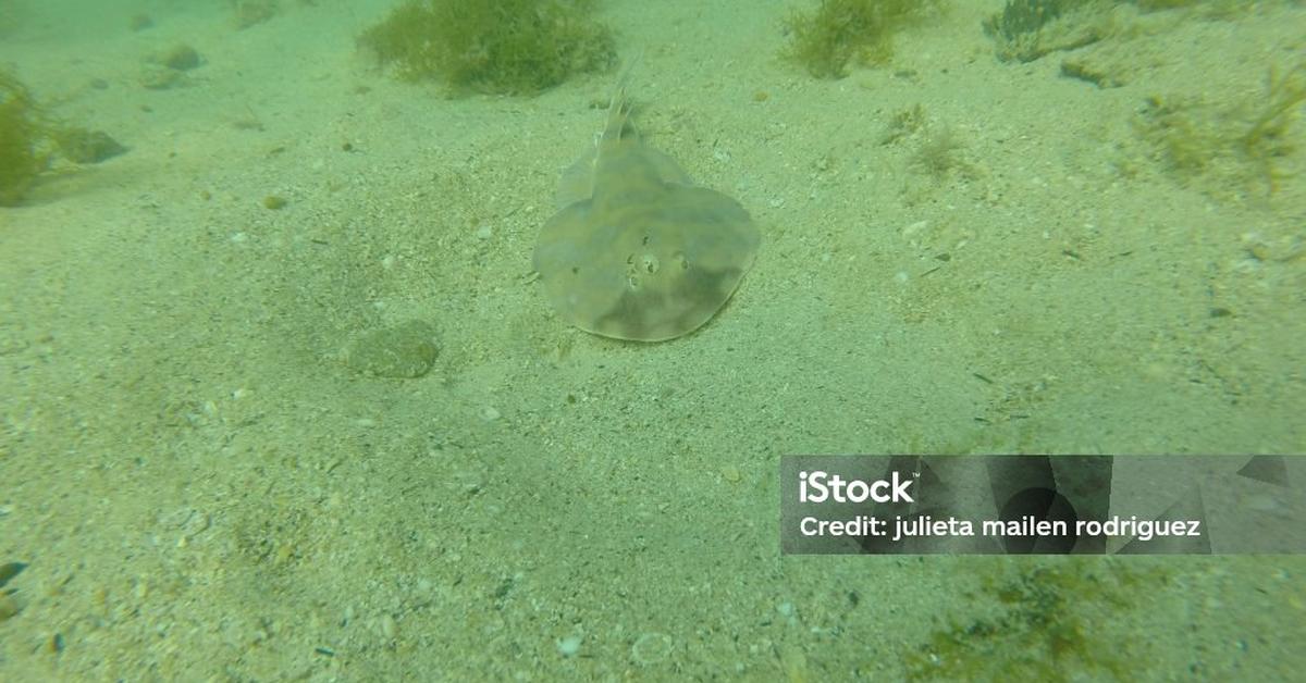 The majestic Angelshark, also called Hiu Malaikat in Indonesia, in its glory.