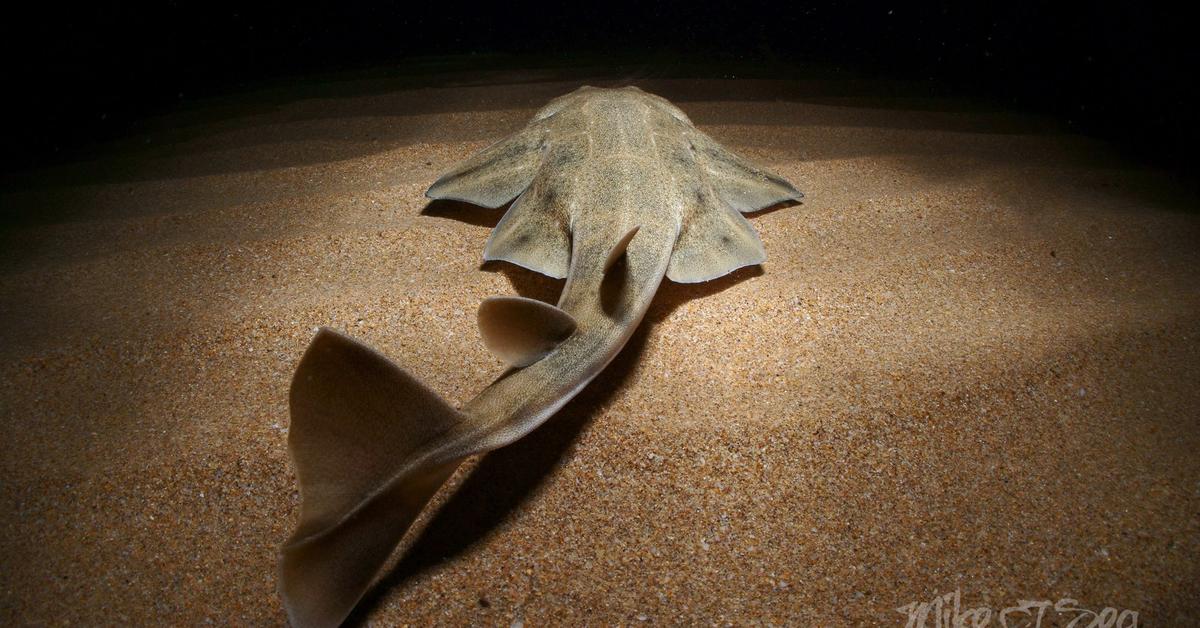 Captivating view of the Angelshark, known in Bahasa Indonesia as Hiu Malaikat.