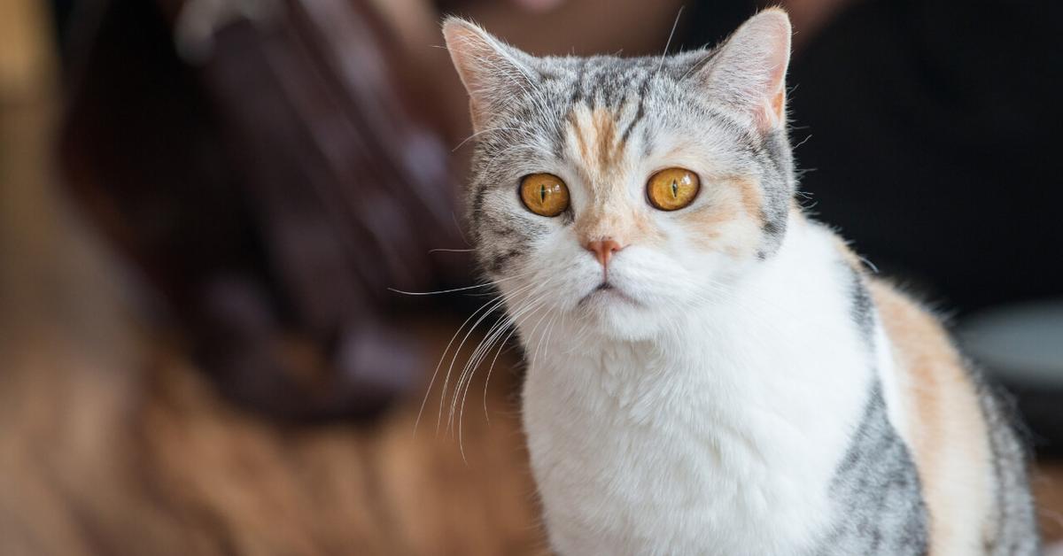 Image showcasing the American Wirehair, known in Indonesia as Kucing American Wirehair.