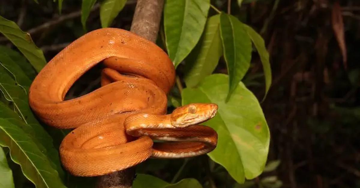 Graceful Amazon Tree Boa, a creature with the scientific name Corallus hortulanus.