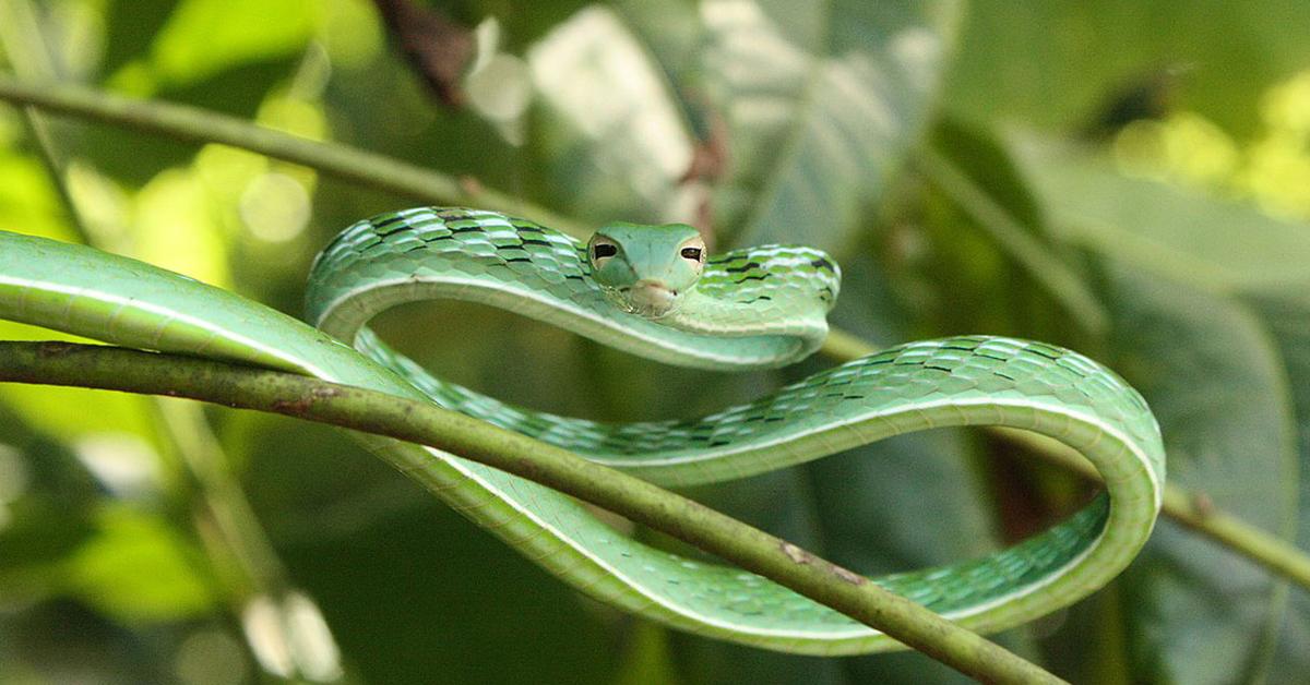 The remarkable Amazon Tree Boa (Corallus hortulanus), a sight to behold.