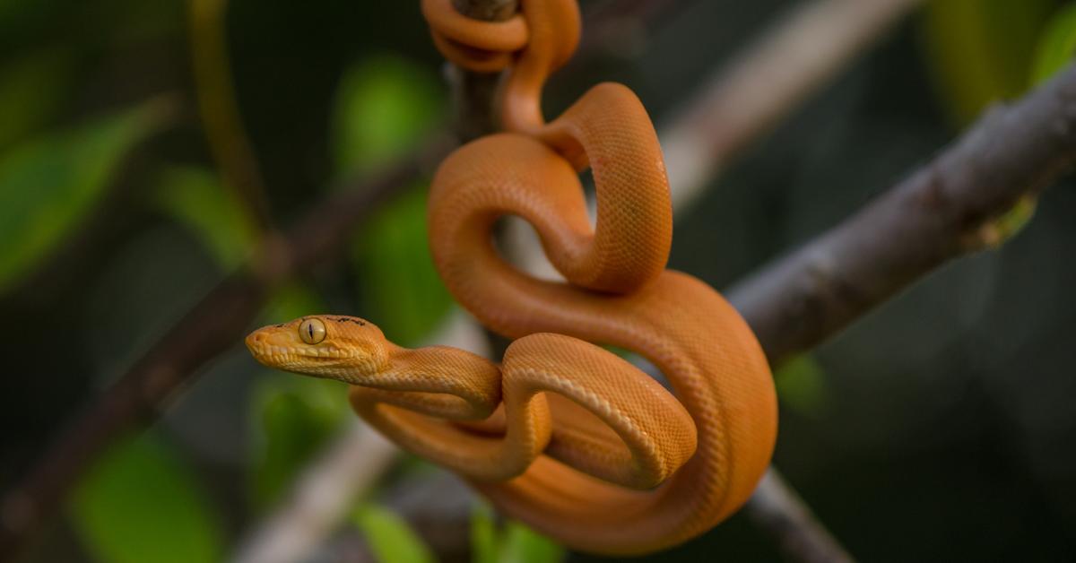 Captured beauty of the Amazon Tree Boa, or Corallus hortulanus in the scientific world.