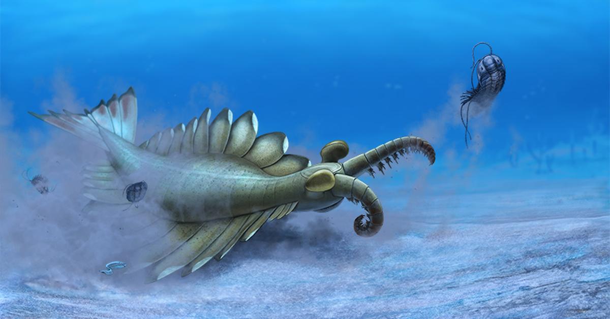 Picture of Anomalocaris, known in Indonesia as Anomalocaris.