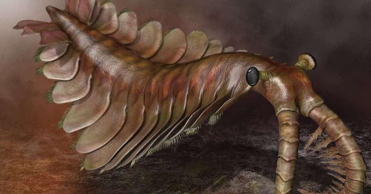 Snapshot of the intriguing Anomalocaris, scientifically named Anomalocaris.