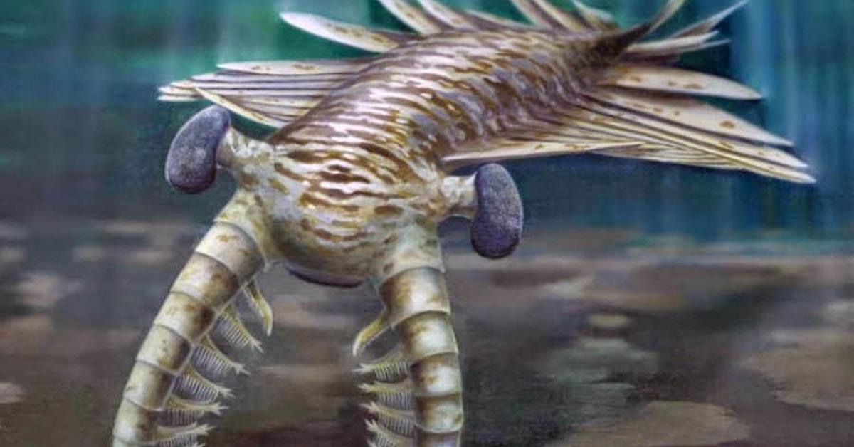 The fascinating Anomalocaris, scientifically known as Anomalocaris.