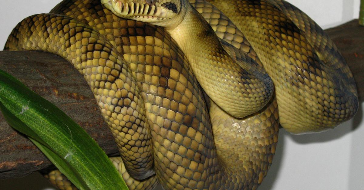 Photogenic Amethystine Python, scientifically referred to as Simalia amethistina.