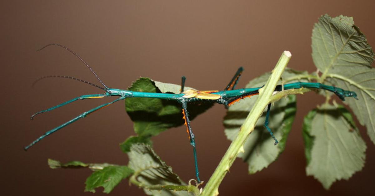 Photogenic Achrioptera Manga, scientifically referred to as Achrioptera manga.