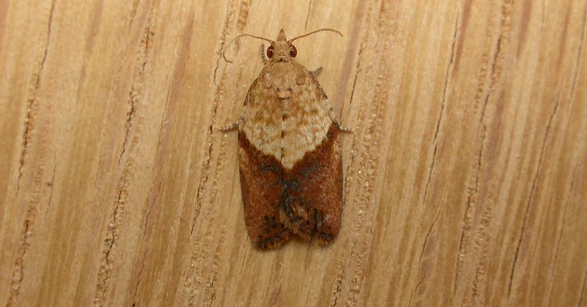 Glimpse of the Apple Moth, known in the scientific community as Epiphyas Postvittana.