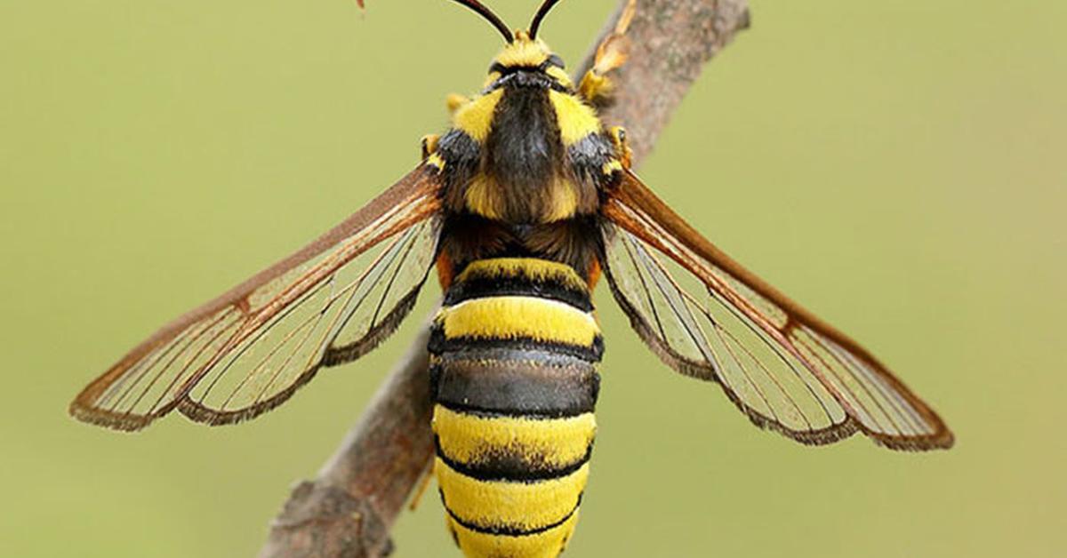 Exquisite image of Apple Moth, in Indonesia known as Ngengat Apel.