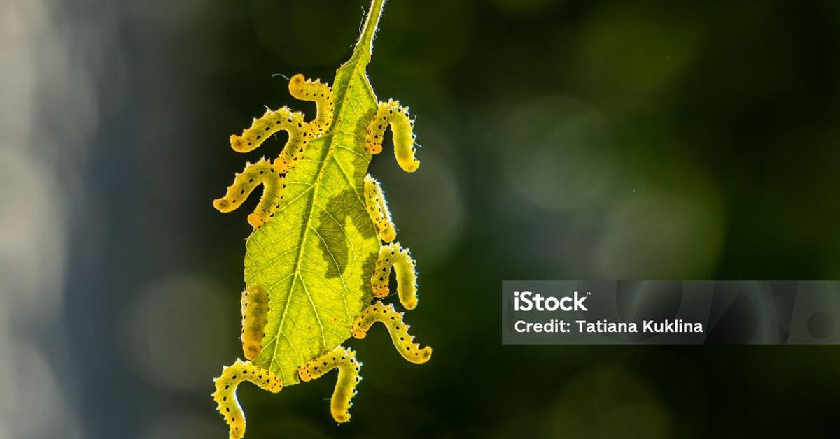 Natural elegance of the Apple Moth, scientifically termed Epiphyas Postvittana.