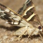 Striking appearance of the Apple Moth, known in scientific circles as Epiphyas Postvittana.