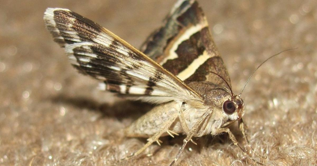 Striking appearance of the Apple Moth, known in scientific circles as Epiphyas Postvittana.