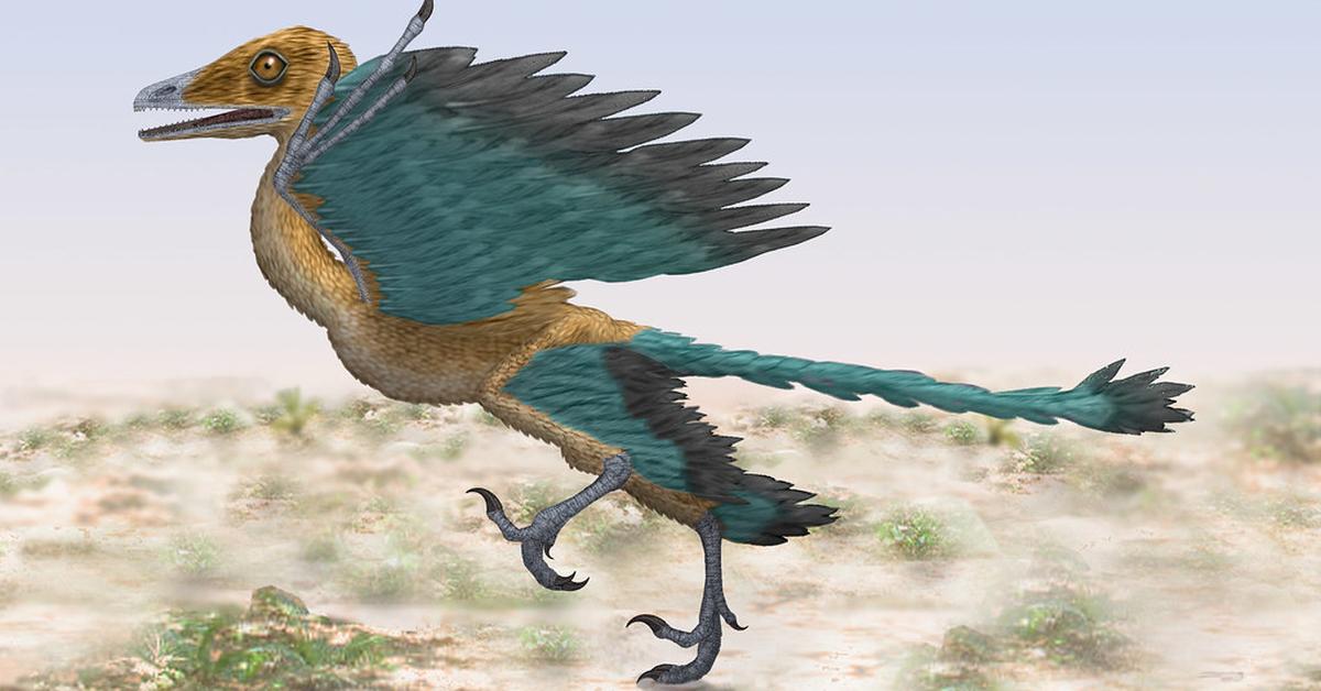 Charming view of the Archaeopteryx, in Indonesia referred to as Arkeopteriks.