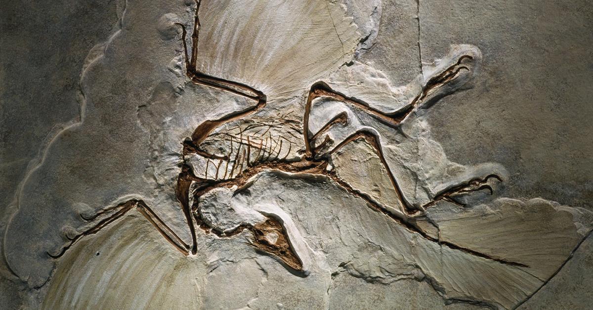 Picture of Archaeopteryx, known in Indonesia as Arkeopteriks.