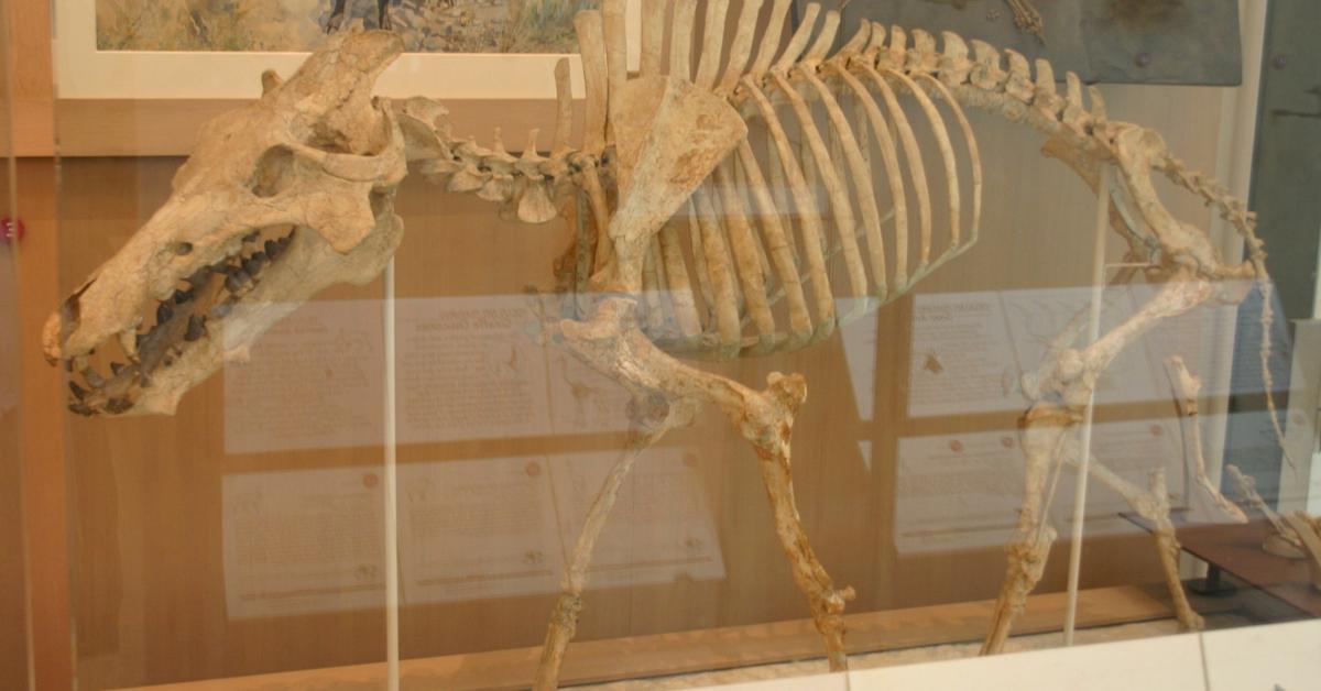 Striking appearance of the Archaeotherium, known in scientific circles as †Archaeotherium mortoni.