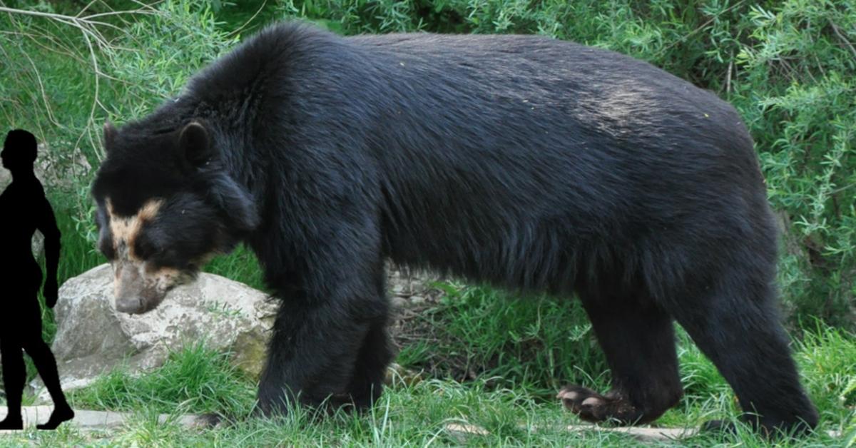 Splendid image of the Arctotherium, with the scientific name Arctotherium bonariense.